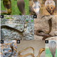 An example of the variation among cobras. (Image: N. Panagides et al., 2017/Toxins)